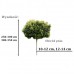 Dąb błotny 'Green Dwarf' DUŻE SADZONKI 250-300 cm, obwód 10-12 cm (Quercus palustris)